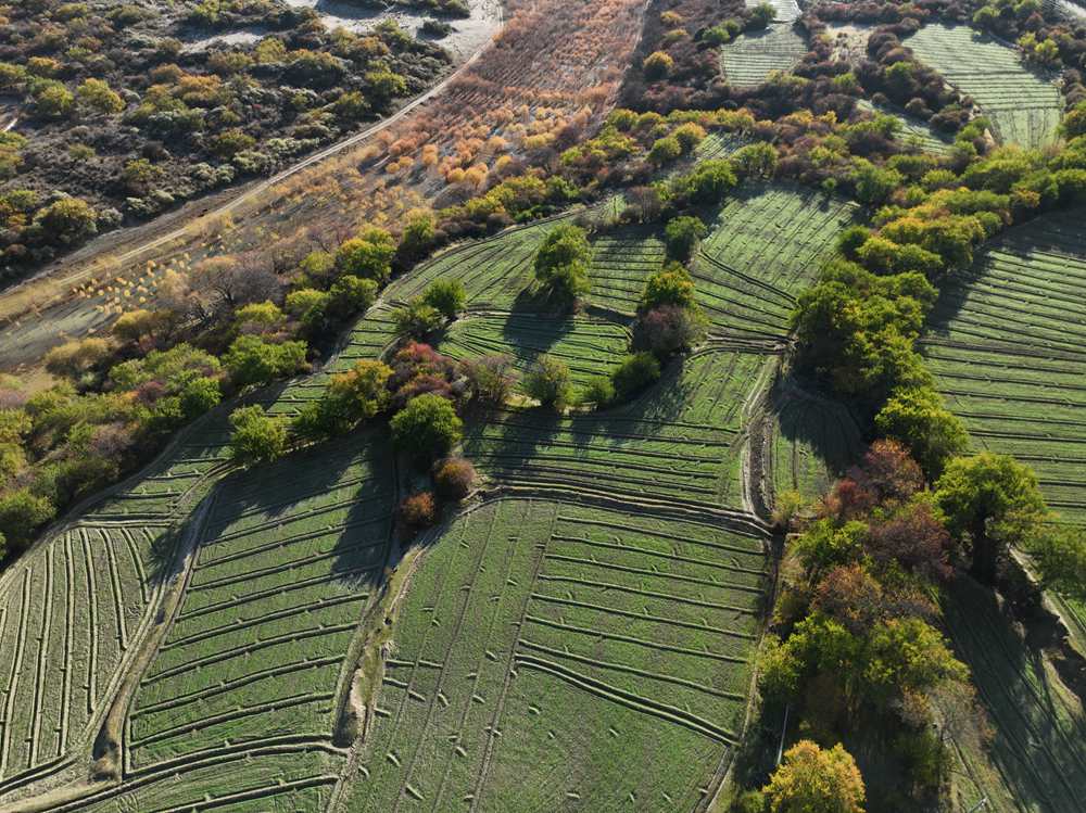 雅魯藏布江畔的高原梯田。