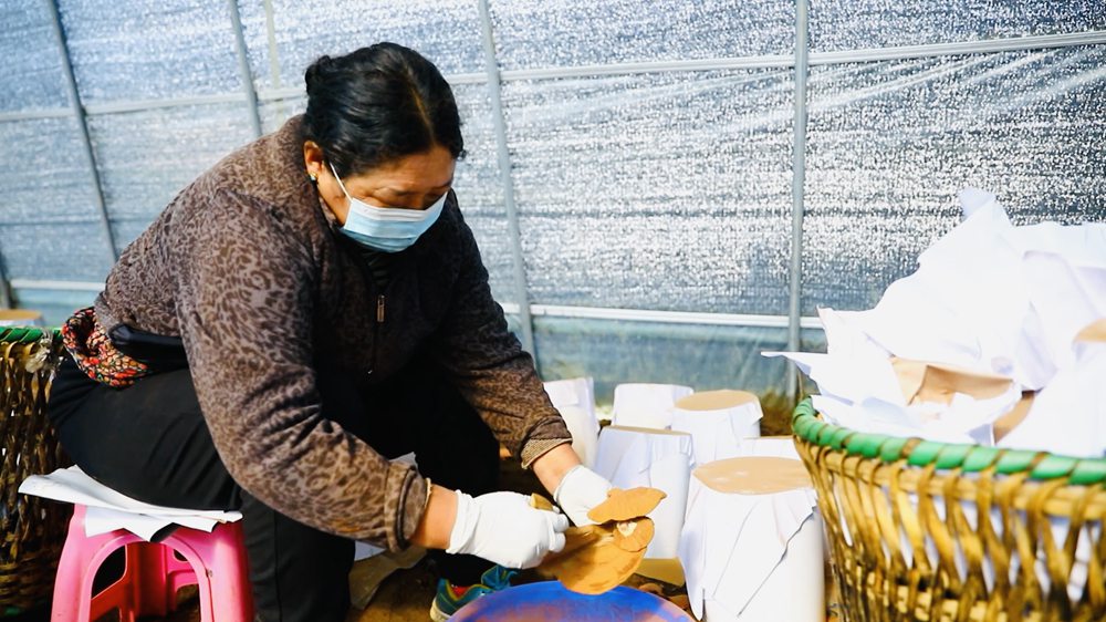 采收靈芝孢子粉。