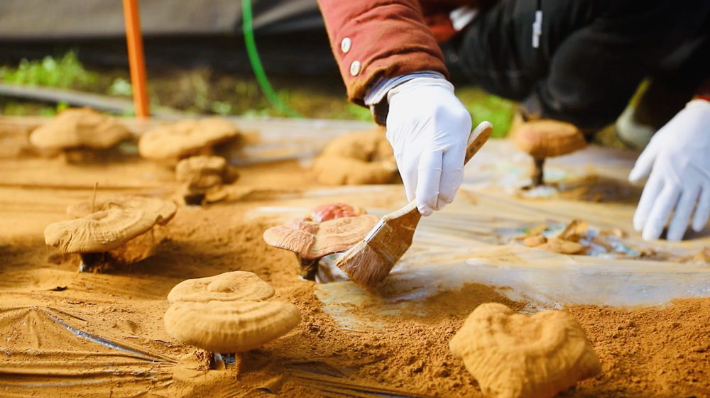 采收靈芝孢子粉。