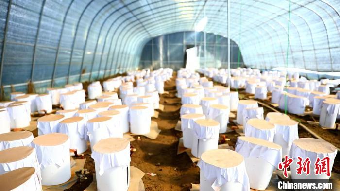 圖為靈芝套袋?！∴嚢?攝