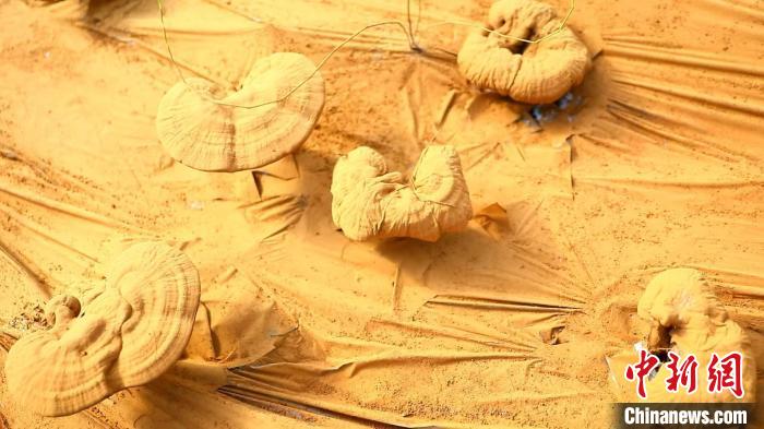 圖為靈芝基地內(nèi)孢子粉布滿塑料膜。　德吉 攝