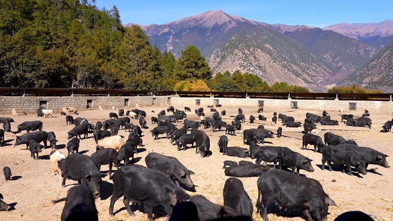 養(yǎng)殖基地里的藏香豬。