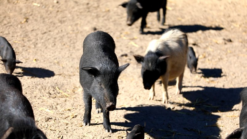 藏香豬在覓食。