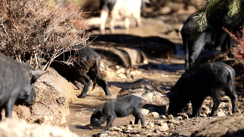 藏香豬在喝水。