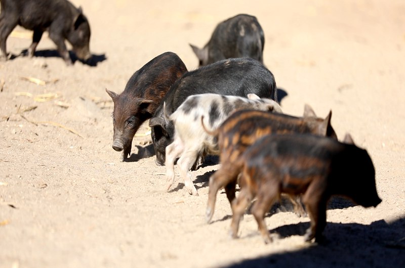 藏香豬在覓食。