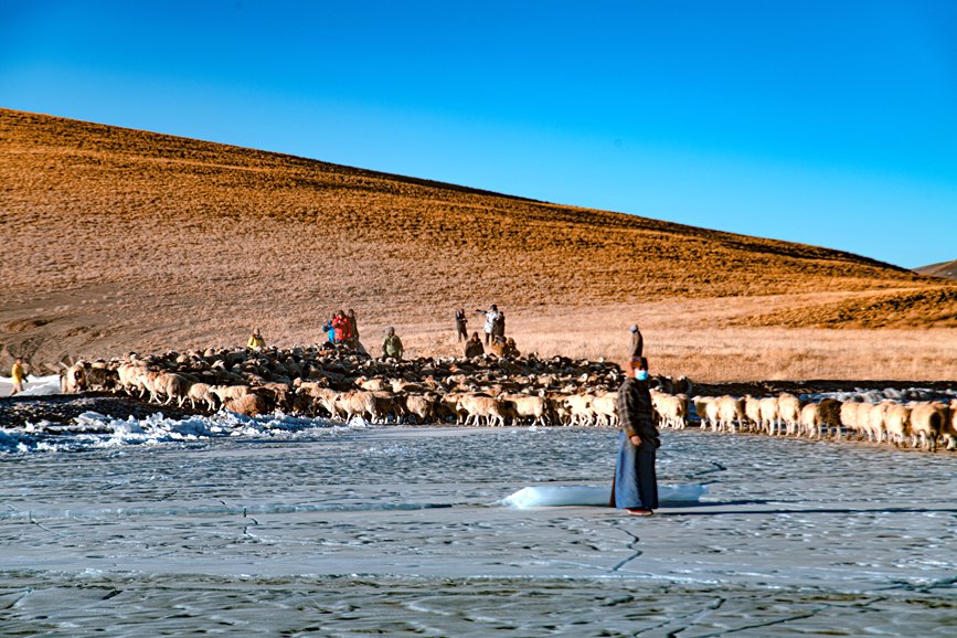 牧民趕著羊群，準(zhǔn)備通過冰面。 覃穎華攝