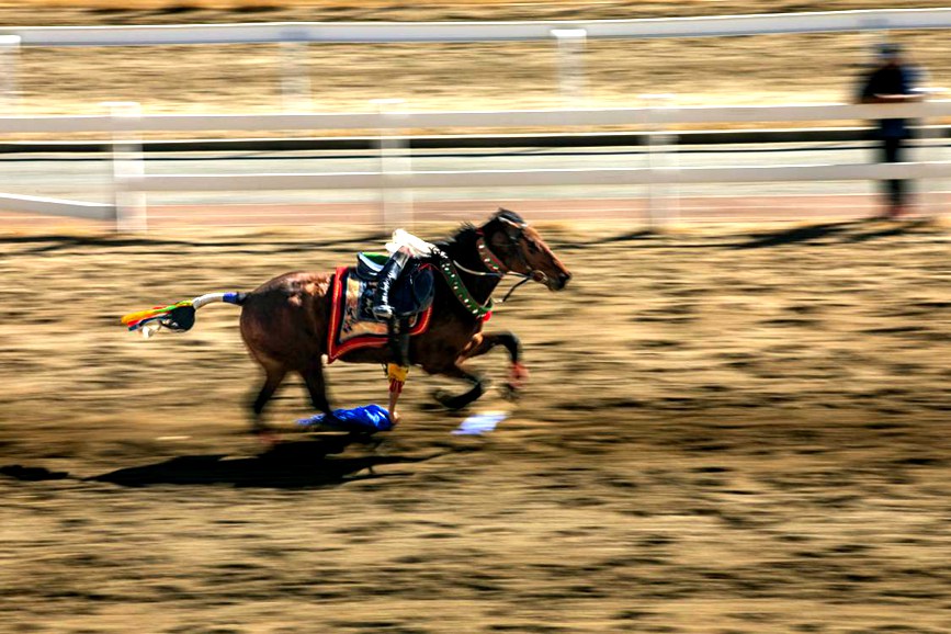 藏歷新年，精彩的馬術(shù)表演。張靜攝