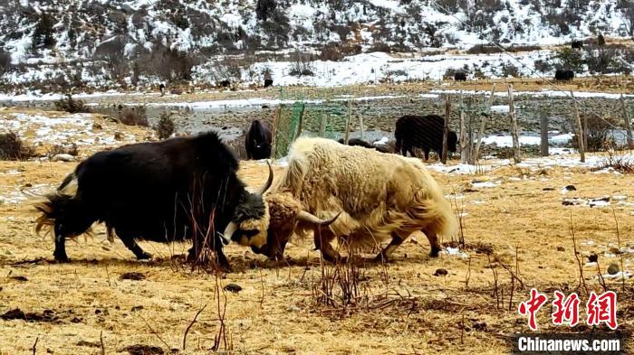 圖為角木那村生態(tài)散養(yǎng)的牦牛正在嬉戲?！“蜕Ｇ?　攝