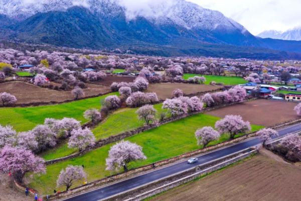 人間桃花源！林芝桃花有多絕？