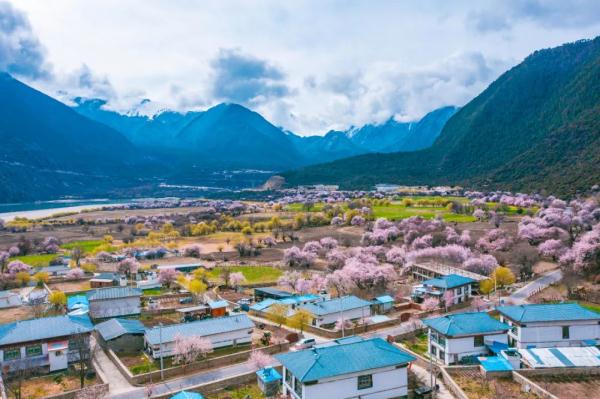 人間桃花源！林芝桃花有多絕？