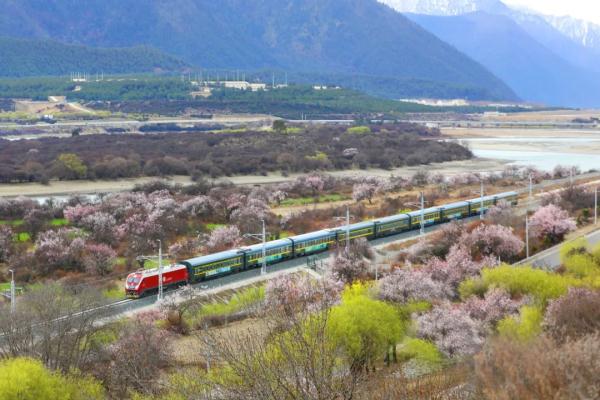 人間桃花源！林芝桃花有多絕？