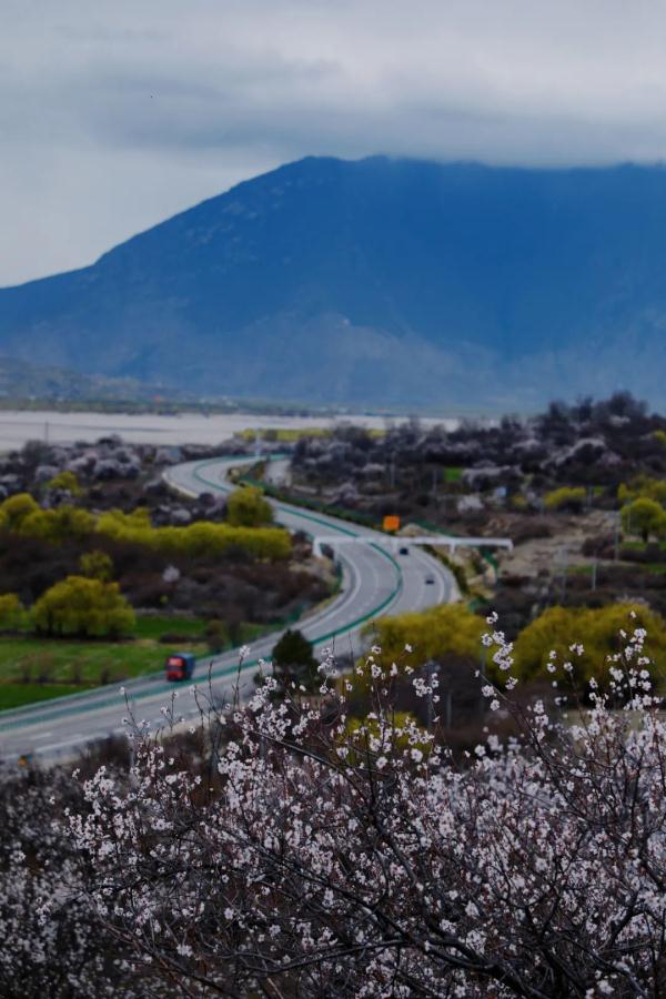 人間桃花源！林芝桃花有多絕？