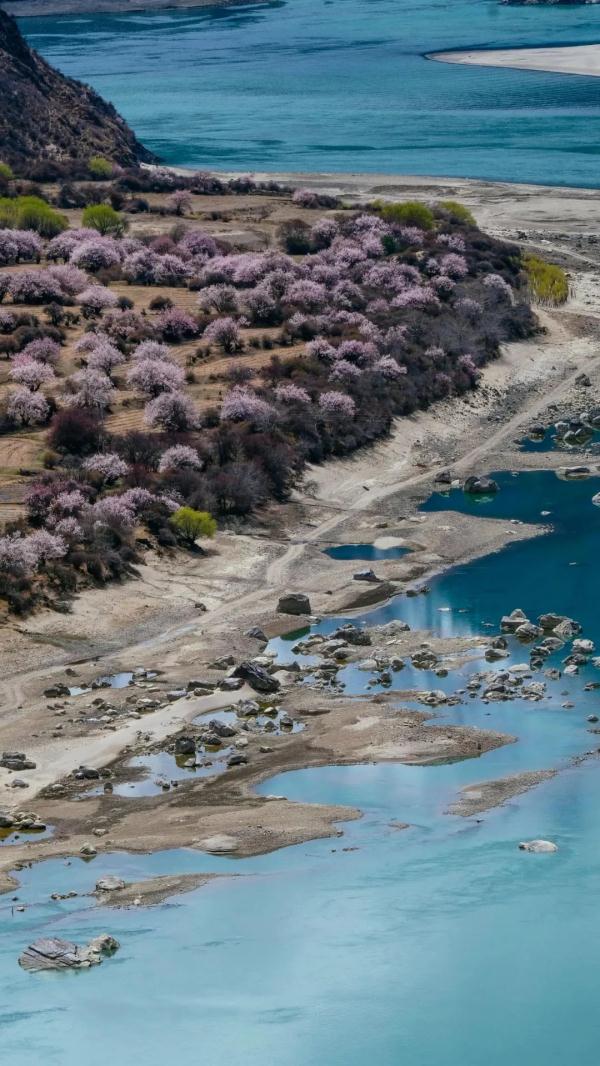 人間桃花源！林芝桃花有多絕？