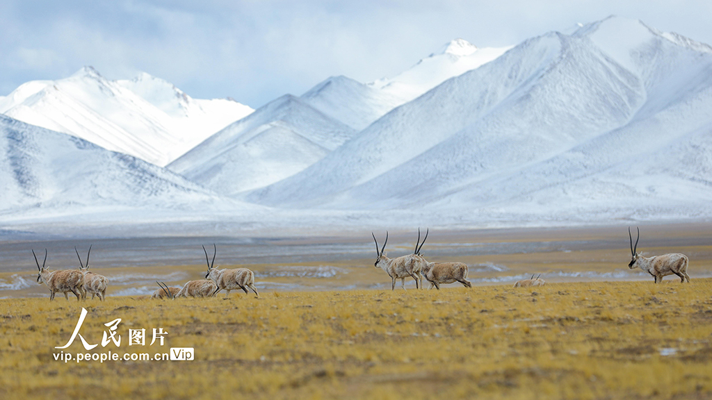 西藏阿里:野生動物悠閑覓食【3】