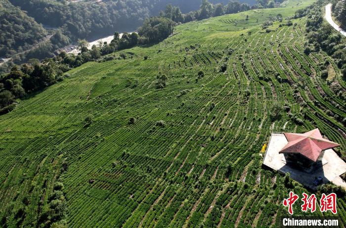 圖為西藏林芝市墨脫縣果果塘大拐彎附近的茶田。(無人機照片) 李林 攝