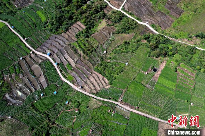 圖為西藏林芝市墨脫縣城附近的茶田。(無人機照片) 李林 攝