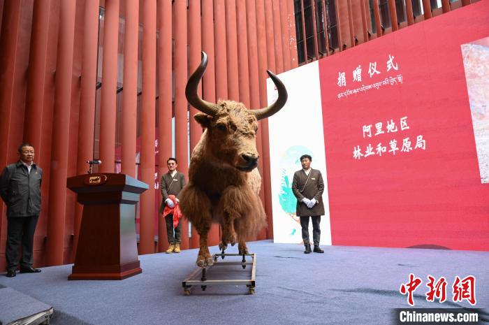 圖為阿里地區(qū)林草局捐贈的金絲野牦牛標(biāo)本?！≮w朗 攝