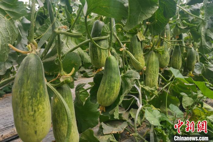 西藏海拔4400多米康馬縣甜瓜、西瓜豐收