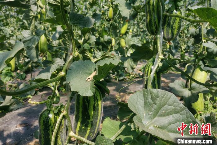 圖為西藏康馬縣大棚內(nèi)的博洋九號(hào)甜瓜?！⒔ㄜ?攝