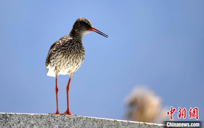 圖為6月22日，棲息在拉魯濕地的紅腳鷸。　李林 攝