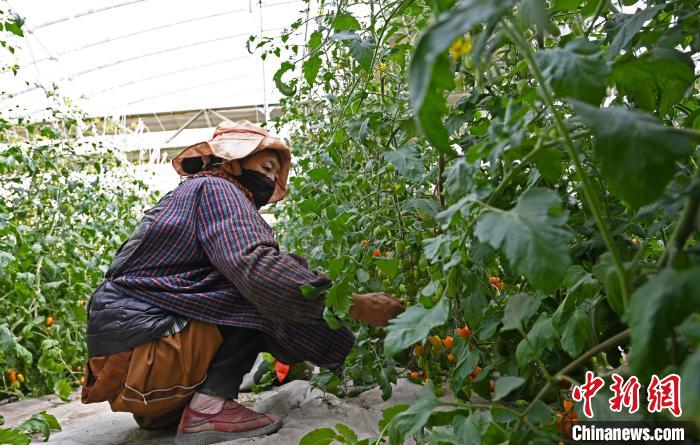 圖為巴珍在地里勞作?！≮w朗 攝