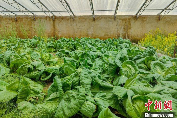 公珠湖執(zhí)勤點(diǎn)的大棚蔬菜，種菜是該執(zhí)勤點(diǎn)輪換民警們的日常。　龍小鳳 攝