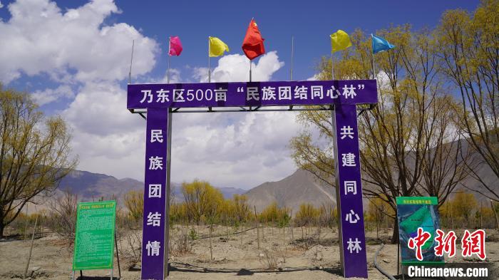 圖為“民族團結(jié)同心林”項目?！∧藮|融媒供圖