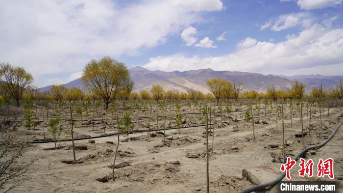 圖為位于乃東區(qū)雅魯藏布江河畔的“民族團結(jié)同心林”已初具雛形?！∧藮|融媒供圖