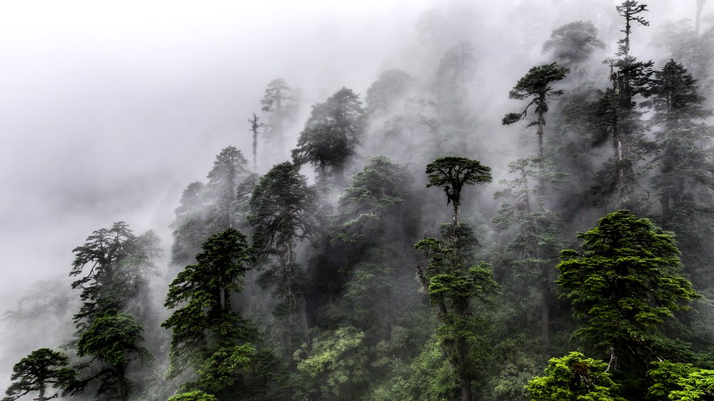 水霧蒸騰，滿目皆綠。張澤坤攝