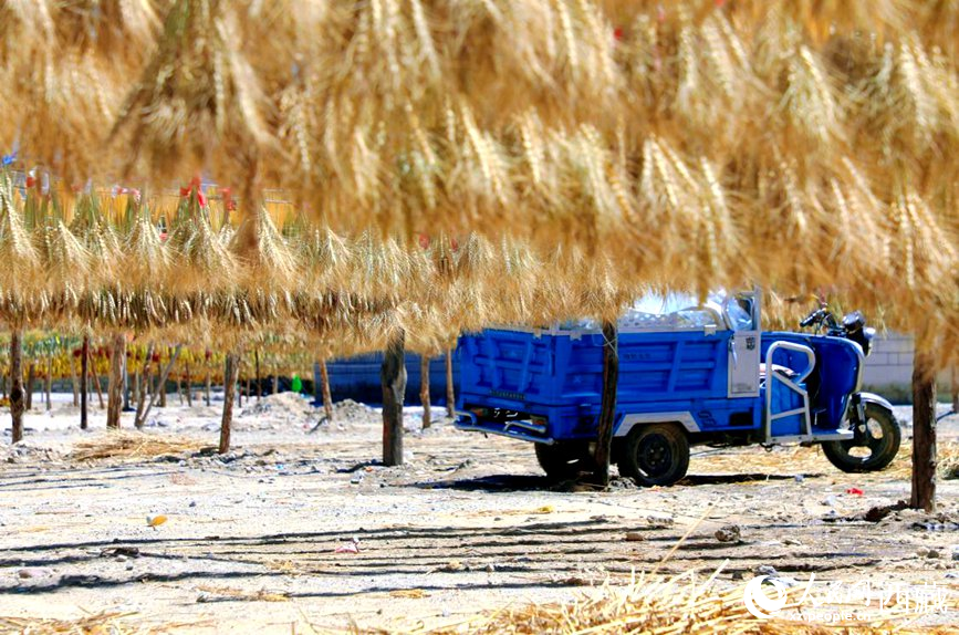 金燦燦的秋天，都是收獲。  人民網(wǎng) 李海霞攝