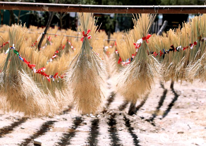 整個村莊沉浸在收獲的喜悅中。人民網(wǎng) 李海霞攝