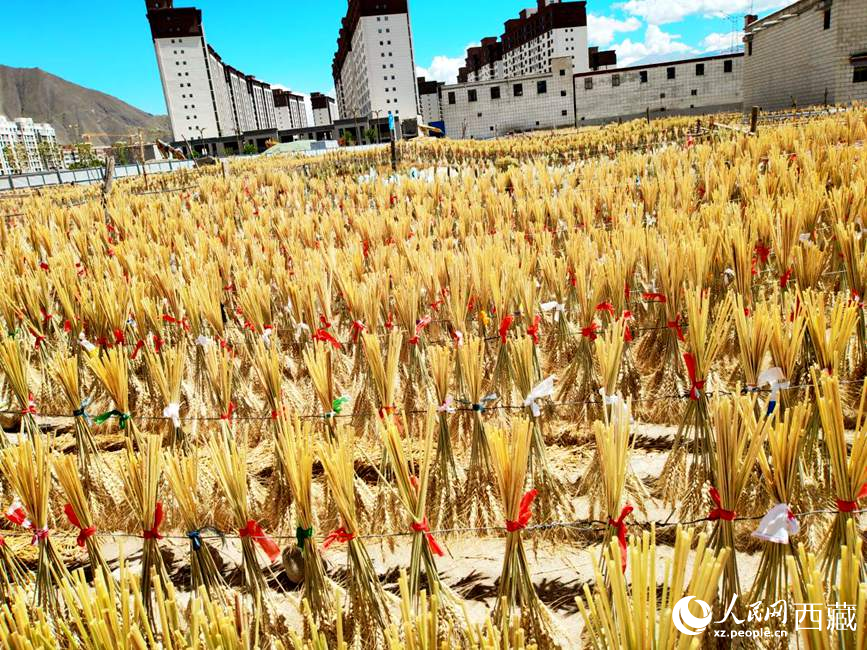 整個村莊沉浸在收獲的喜悅中。人民網(wǎng) 李海霞攝