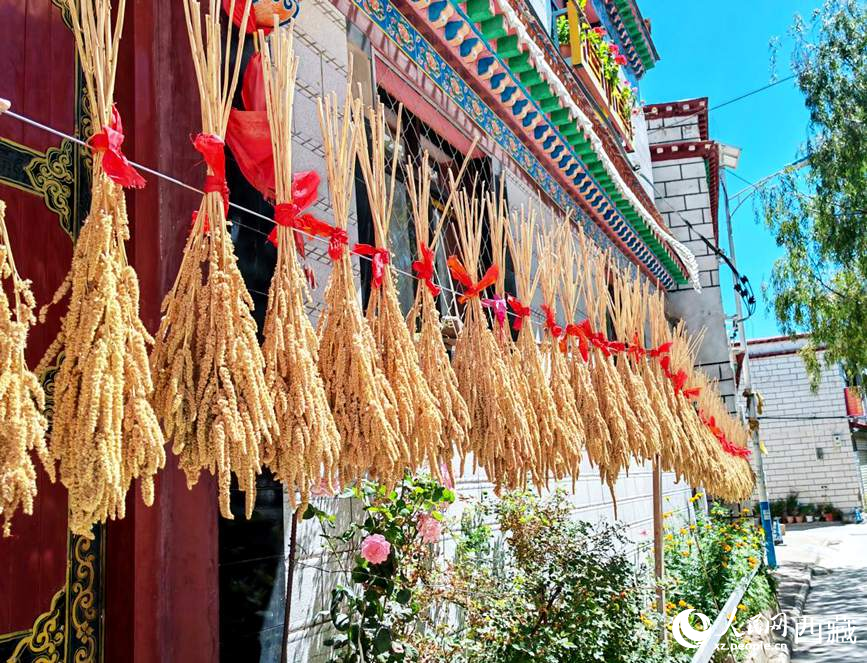 整個村莊沉浸在收獲的喜悅中。人民網(wǎng) 李海霞攝