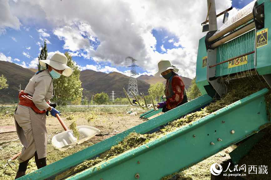 曲水茶巴拉村民正在包裝青飼玉米。人民網(wǎng)記者 次仁羅布攝