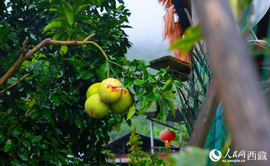 墨脫縣德興鄉(xiāng)德興村庭院果樹飄香。