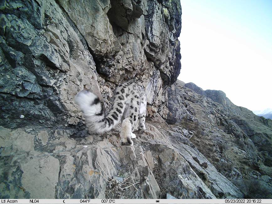 雪豹影像。山水自然保護(hù)中心供圖