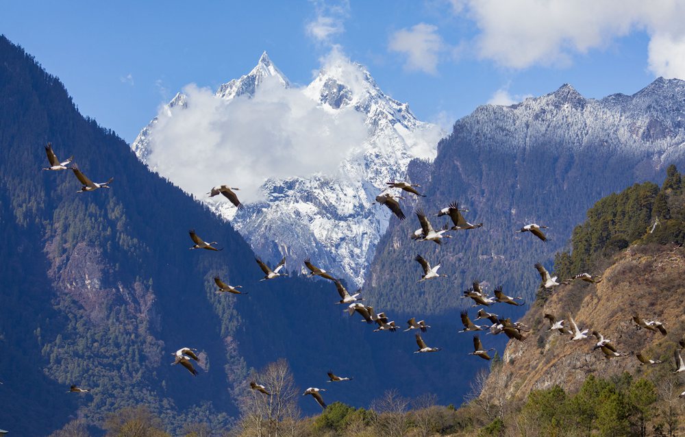 黑頸鶴蹁躚起舞美如畫。索多攝