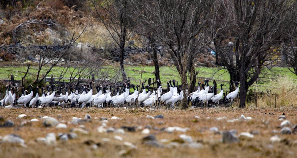 黑頸鶴在濕地上閑庭信步。索多攝