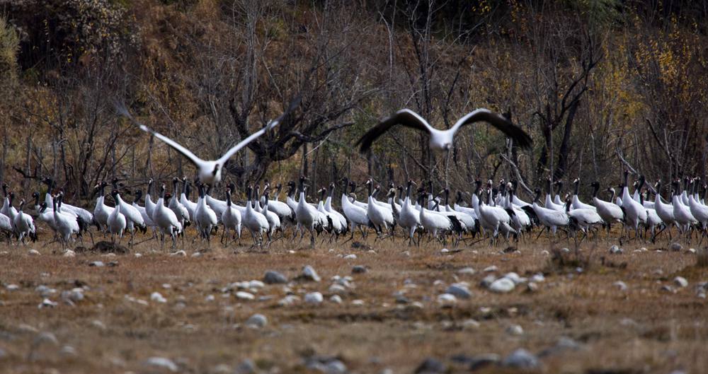 黑頸鶴蹁躚起舞美如畫。索多攝