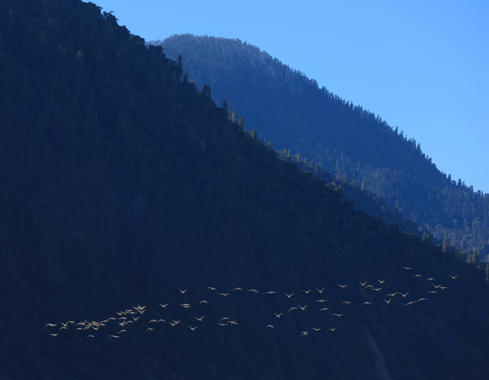 黑頸鶴在天空中自由翱翔。益西旦增攝