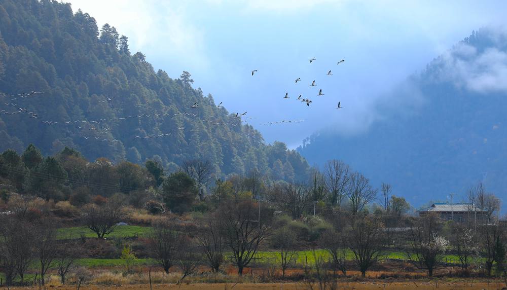 成群的黑頸鶴為冬日高原增添生機。益西旦增攝