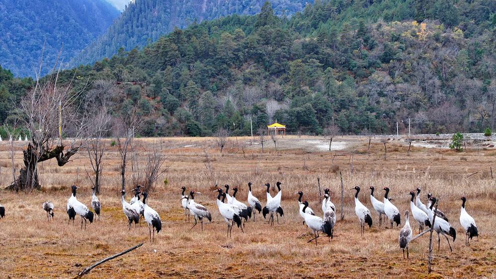 在濕地上閑庭信步的黑頸鶴。張寧攝