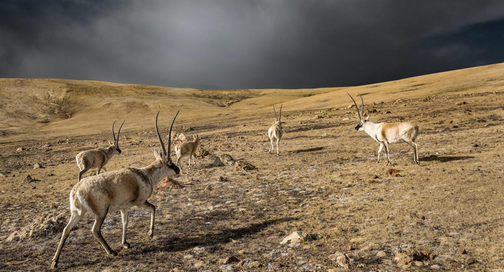 “高原精靈”藏羚羊。尼瑪多吉攝