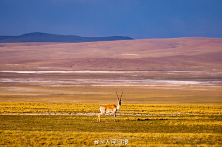 可愛壁紙上新！藏羚羊就是高原上的精靈吧