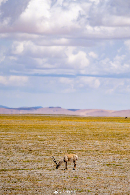 可愛壁紙上新！藏羚羊就是高原上的精靈吧