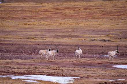 可愛壁紙上新！藏羚羊就是高原上的精靈吧