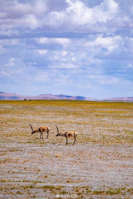 可愛壁紙上新！藏羚羊就是高原上的精靈吧