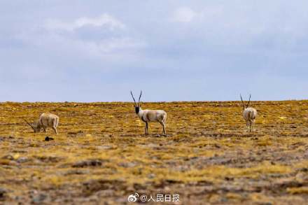 可愛壁紙上新！藏羚羊就是高原上的精靈吧