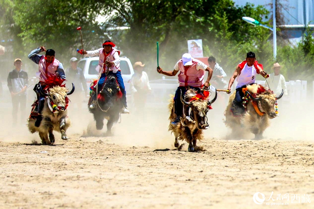 拉薩首屆農(nóng)牧民運(yùn)動會上的賽牦牛比賽。