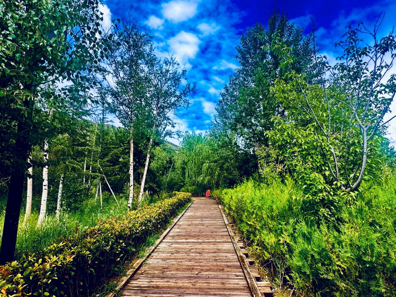 郁郁蔥蔥的南山公園。人民網(wǎng)記者 益西康珠攝